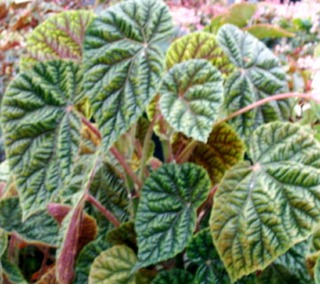 B. ‘Iron Maiden’